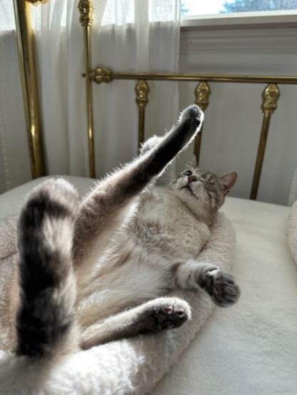 Doots, a one-eyed Lynx Point Siamese cat, rolling around in his fleece-y soft white cat bed. His back right leg is extended up in the air and the light is illuminating it in silhouette from a window behind him. 