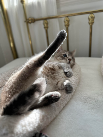 Doots, a one-eyed Lynx Point Siamese cat, rolling around in his fleece-y soft white cat bed. His back right leg is extended up in the air and the light is illuminating it in silhouette from a window behind him. His expression is joyous contentment. 