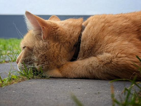 A relaxed ginger tabby cat with soft, striped fur lies stretched out on a smooth grey concrete surface, resting its head on its front paws. Green grass grows at the edge of the concrete, and the cat wears a dark collar. In the blurred background, a dark and light grey structure is visible.