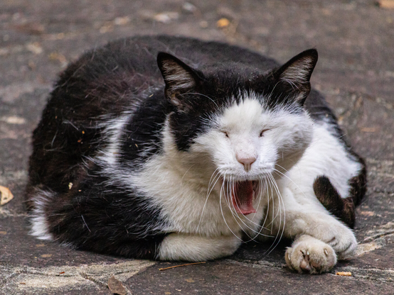 This is a photograph of a  black-and-white cat who is lying down comfortably on outdoor stone paving. Their eyes are tightly closed as it lets out a wide yawn (kind of looks like they are screaming/complaining 😂). You can see their little tongue. Their front paw is curled in front of their chest amidst scattered bits of leaves.