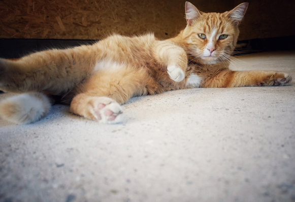 A ginger-and-white tabby cat lies stretched out on its side on a sunlit concrete floor, belly exposed with one front paw resting on it, the other paw extended forward in a relaxed pose, its eyes slightly squinted with contentment; a wooden structure is visible in the soft background light.